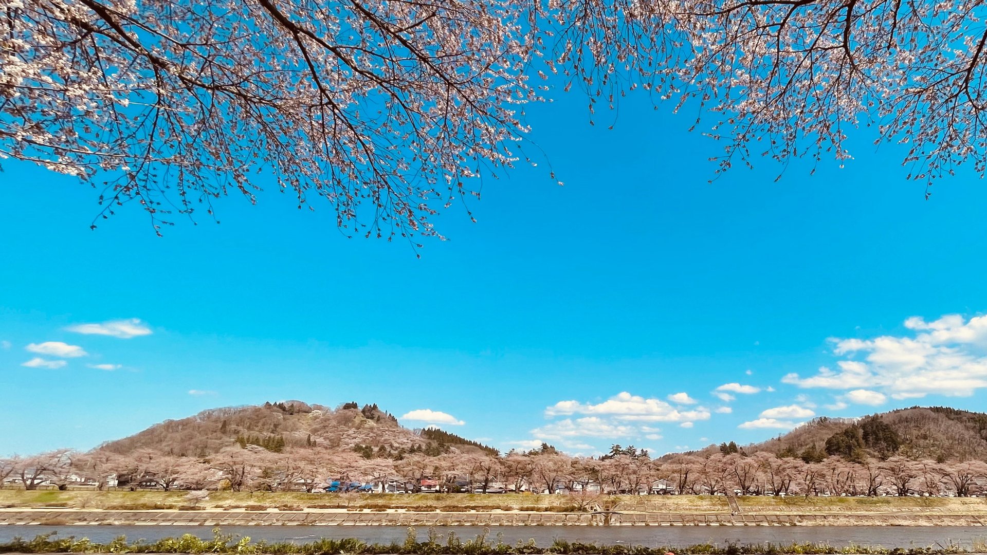 角館baseの桜の絶景